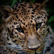 荒くれ者さんのアイコン