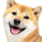 しばいぬさんのアイコン