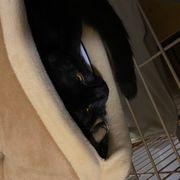 コロさんのアイコン