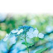 あ~ァさんのアイコン