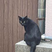 くろねこさんのアイコン
