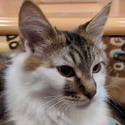 琥福さんのアイコン