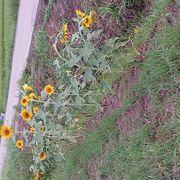 夏耕冬釣さんのアイコン