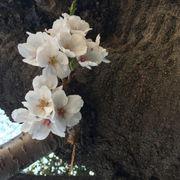 きぼうさんのアイコン