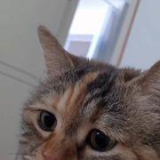 にゃにゃさんのアイコン