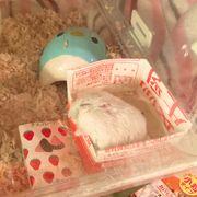 きゃざらしさんのアイコン