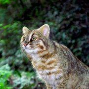 やまねこさんのアイコン