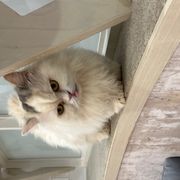 ちょまてよさんのアイコン