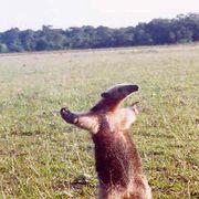 やすかわやすよし(太鼓判)さんのアイコン