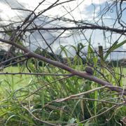 最高位人権道徳者さんのアイコン