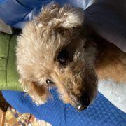 参蛾さんのアイコン