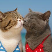 Satomiさんのアイコン