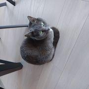 ハニーさんのアイコン