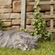 ヘデラさんのアイコン