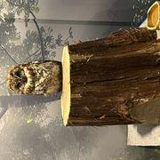 ふっくろうさんのアイコン