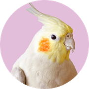 ねん太郎さんのアイコン