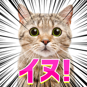 いぬ( ˙꒳​˙  )さんのアイコン