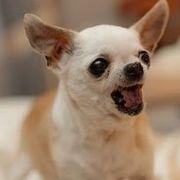 チワワさんのアイコン