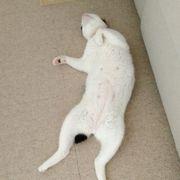 本業は別にあるさんのアイコン