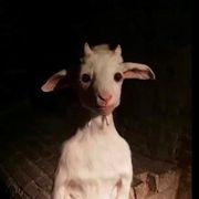 mygoatさんのアイコン