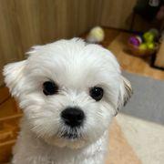 Berkshireさんのアイコン