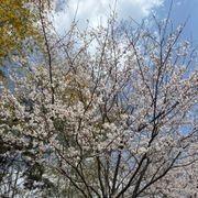 オキナワさんのアイコン