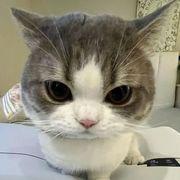 お花畑のキオクシアーさんのアイコン