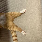 高血圧さんのアイコン