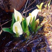 ブルースさんのアイコン