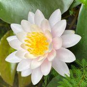 樽ハイレモン（ピが付く）さんのアイコン