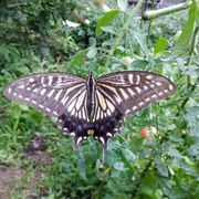 f4f*****さんのアイコン