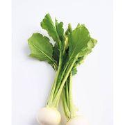 旬の野菜さんのアイコン