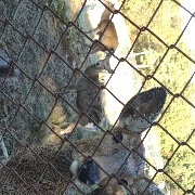 ﾊンスﾄのクロッチさんのアイコン