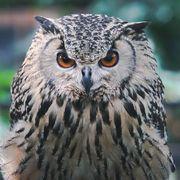 フクロウさんのアイコン