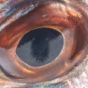 curseさんのアイコン