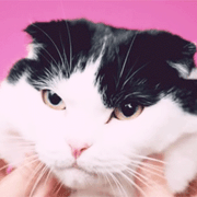 いももちさんのアイコン