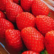 氷苺さんのアイコン