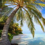 湘南ブルームさんのアイコン