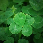 緑さんのアイコン