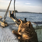 Pinchiさんのアイコン