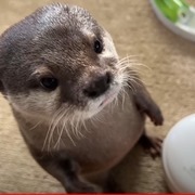 OBOさんのアイコン