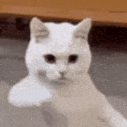 資格浪人崩れの投資家もどきさんのアイコン