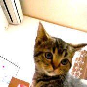 coteさんのアイコン