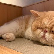 nekorocketさんのアイコン