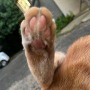 ヌコさんのアイコン