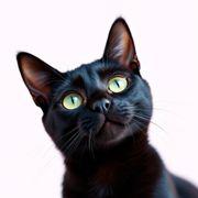 ニャスキアさんのアイコン