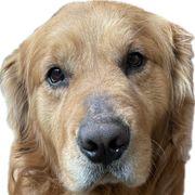 愚行権行使投資家✨さんのアイコン