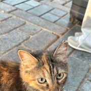 旅猫がぶりさんのアイコン