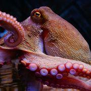 マキシマムマダムマダコさんのアイコン