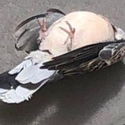 15歳トレーダーさんのアイコン